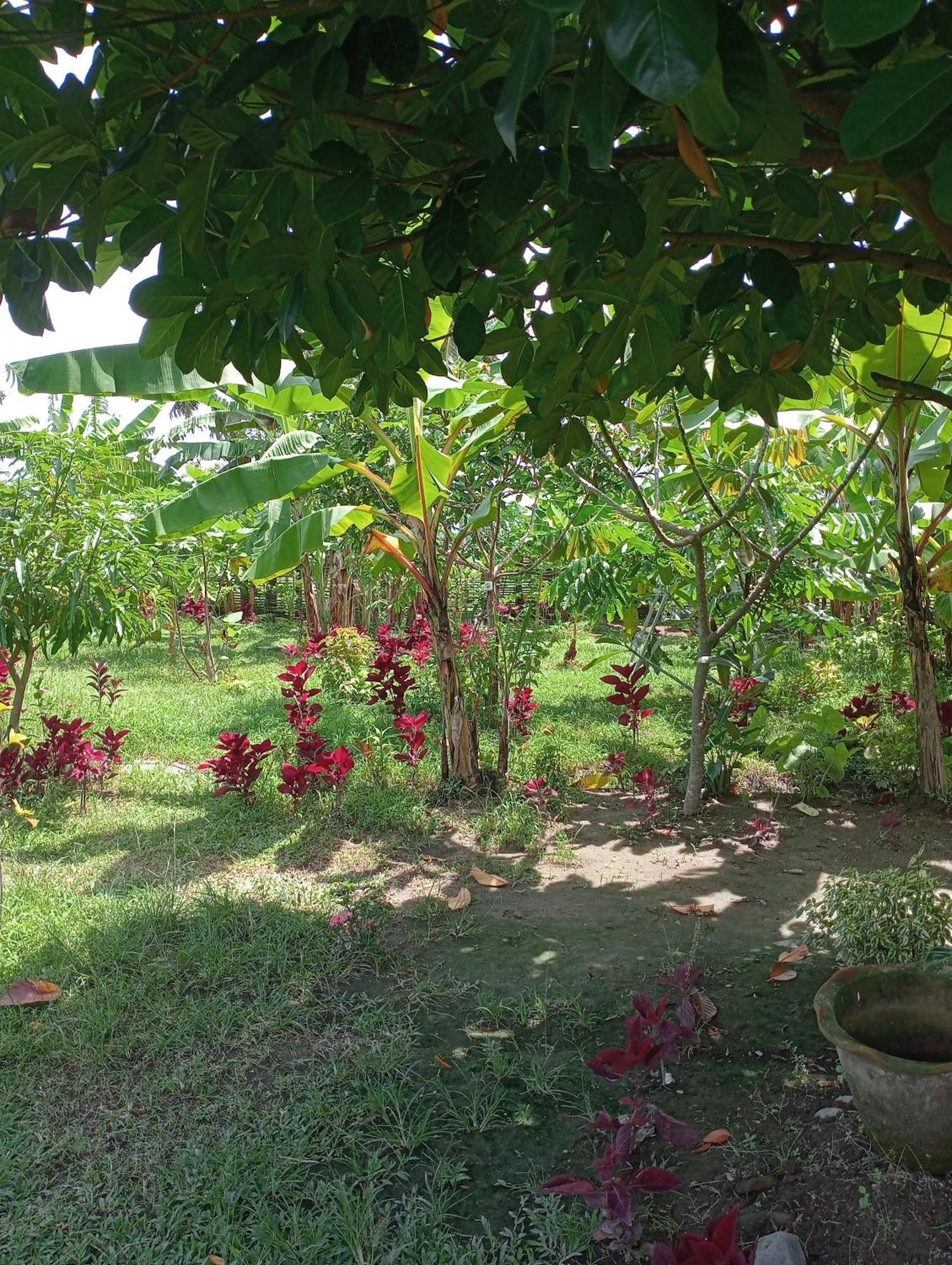 The Daun Puntik Homestay Pemenang Εξωτερικό φωτογραφία