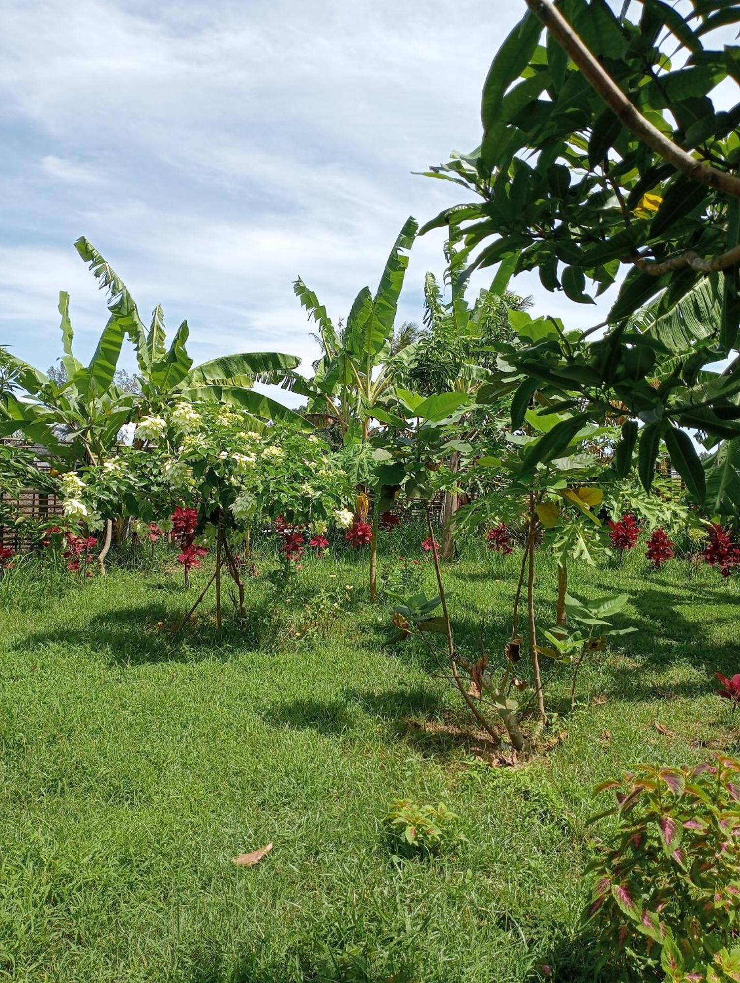 The Daun Puntik Homestay Pemenang Εξωτερικό φωτογραφία