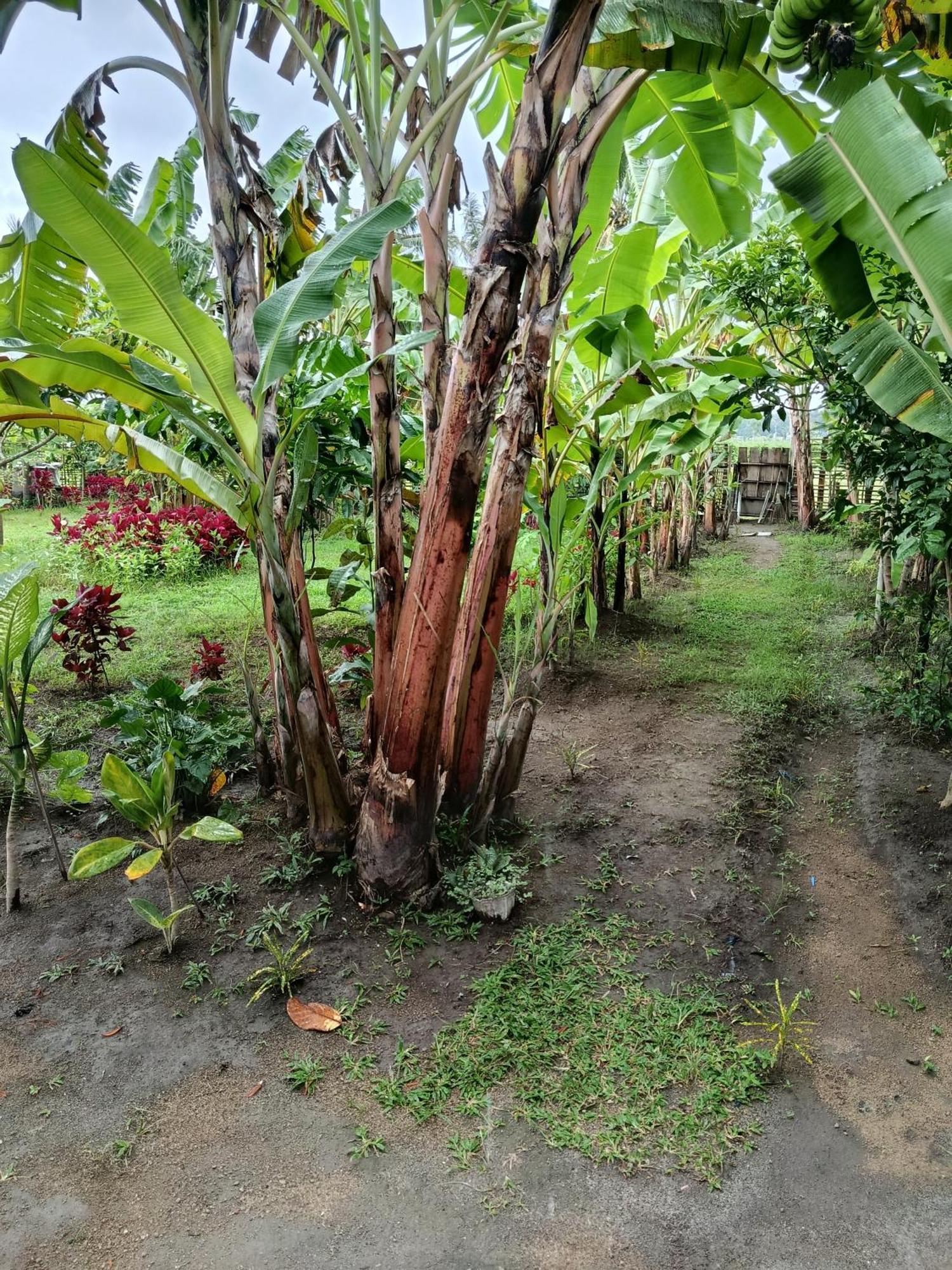 The Daun Puntik Homestay Pemenang Εξωτερικό φωτογραφία